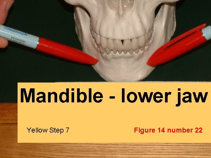 Mandible - lower jaw Yellow Step 7 Figure 14 number 22 