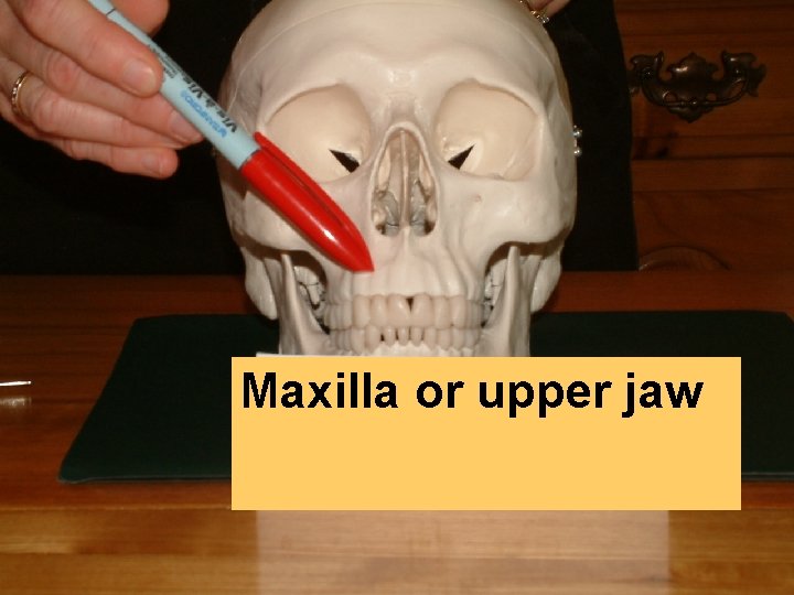 Maxilla or upper jaw 