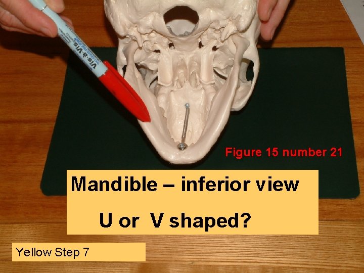 Figure 15 number 21 Mandible – inferior view U or V shaped? Yellow Step