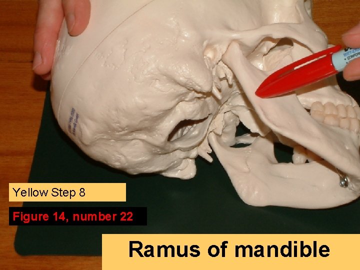 Yellow Step 8 Figure 14, number 22 Ramus of mandible 