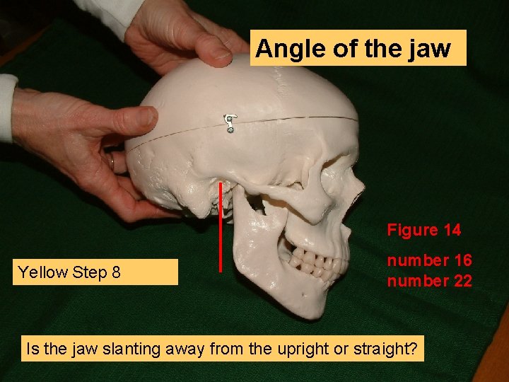 Angle of the jaw Figure 14 Yellow Step 8 number 16 number 22 Is