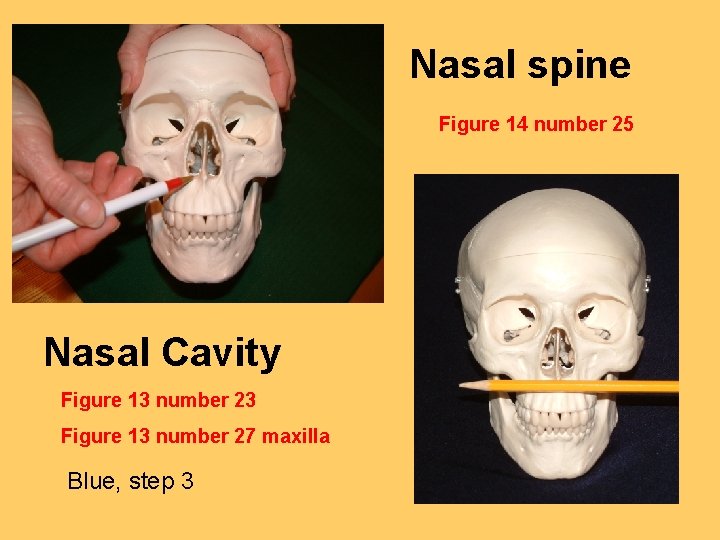 Nasal spine Figure 14 number 25 Nasal Cavity Figure 13 number 23 Figure 13