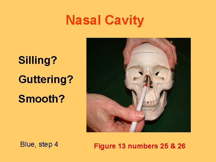  Nasal Cavity Silling? Guttering? Smooth? Blue, step 4 Figure 13 numbers 25 &