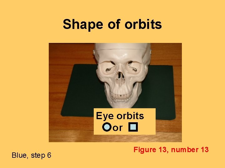 Shape of orbits Eye orbits or Blue, step 6 Figure 13, number 13 