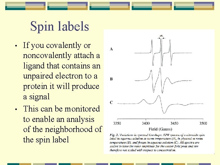 Spin labels • • If you covalently or noncovalently attach a ligand that contains