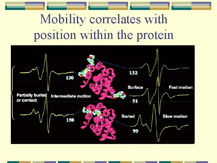 Mobility correlates with position within the protein 