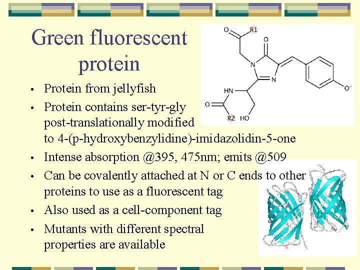 Green fluorescent protein • • • Protein from jellyfish Protein contains ser-tyr-gly post-translationally modified