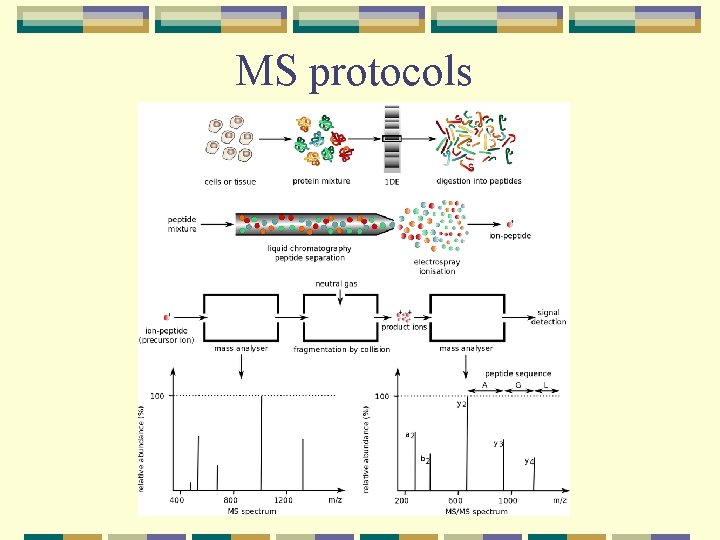 MS protocols 