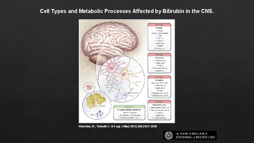 Cell Types and Metabolic Processes Affected by Bilirubin in the CNS. Watchko JF, Tiribelli