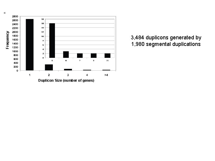 Frequency 3, 484 duplicons generated by 1, 980 segmental duplications Duplicon Size (number of