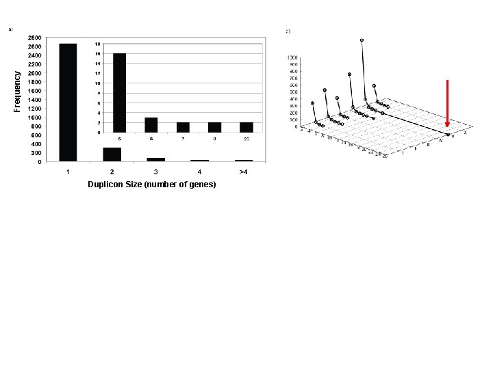 Frequency Duplicon Size (number of genes) 