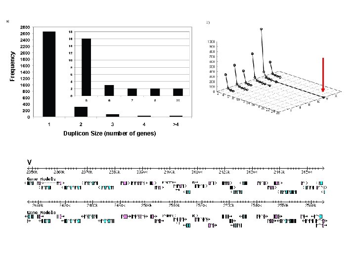 Frequency Duplicon Size (number of genes) V 