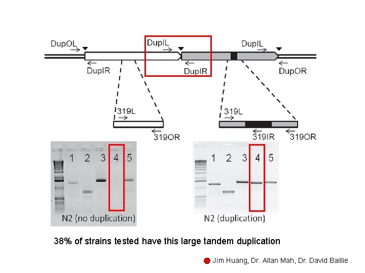 38% of strains tested have this large tandem duplication Jim Huang, Dr. Allan Mah,