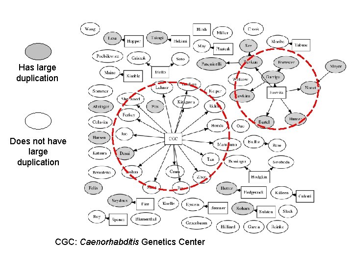 Has large duplication Does not have large duplication CGC: Caenorhabditis Genetics Center 