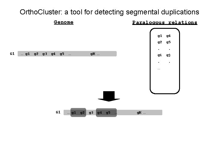 Ortho. Cluster: a tool for detecting segmental duplications Genome Paralogous relations g 1 g