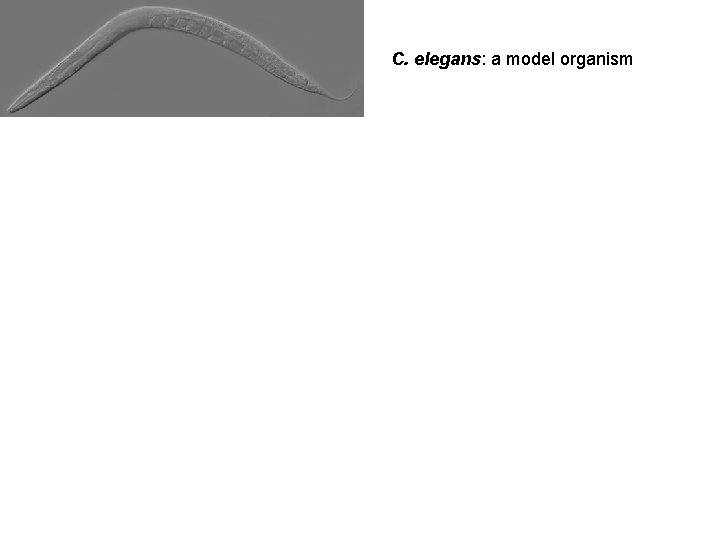 C. elegans: a model organism 