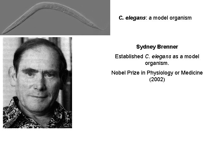 C. elegans: a model organism Sydney Brenner Established C. elegans as a model organism.