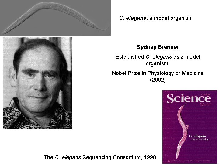 C. elegans: a model organism Sydney Brenner Established C. elegans as a model organism.