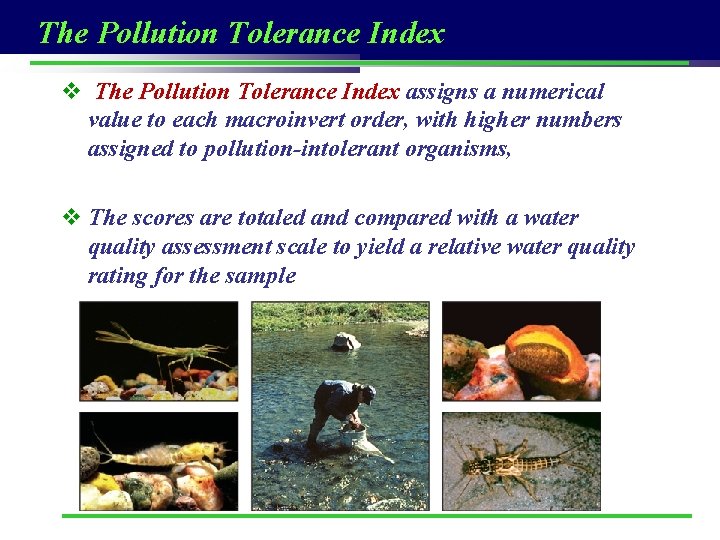 The Pollution Tolerance Index v The Pollution Tolerance Index assigns a numerical value to