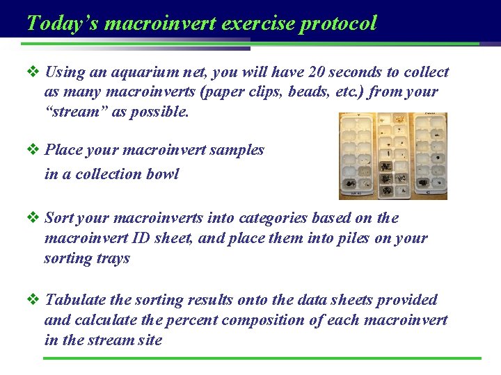 Today’s macroinvert exercise protocol v Using an aquarium net, you will have 20 seconds