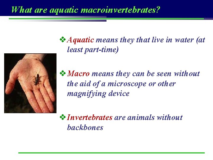 What are aquatic macroinvertebrates? v Aquatic means they that live in water (at least