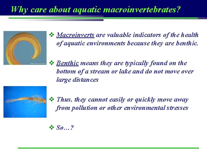 Why care about aquatic macroinvertebrates? v Macroinverts are valuable indicators of the health of