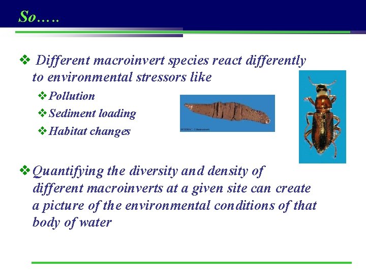 So…. . v Different macroinvert species react differently to environmental stressors like v. Pollution