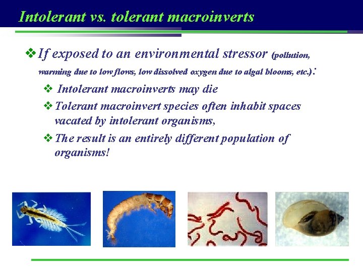 Intolerant vs. tolerant macroinverts v If exposed to an environmental stressor (pollution, warming due