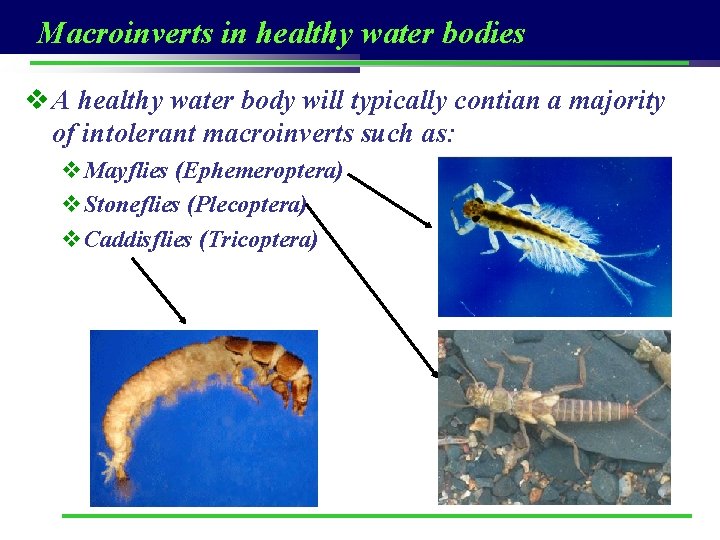 Macroinverts in healthy water bodies v A healthy water body will typically contian a