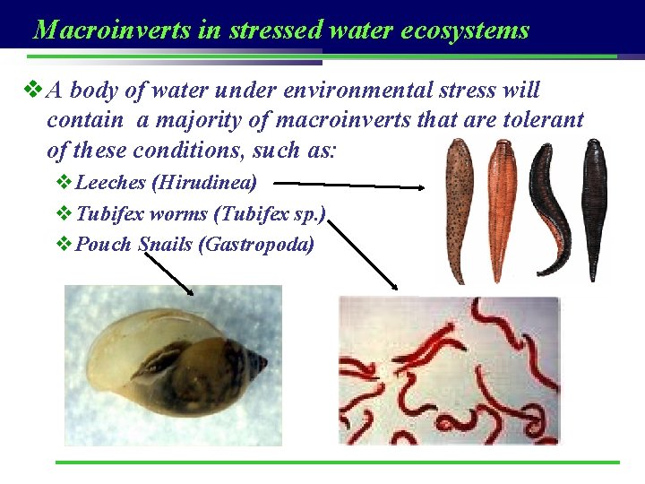 Macroinverts in stressed water ecosystems v A body of water under environmental stress will