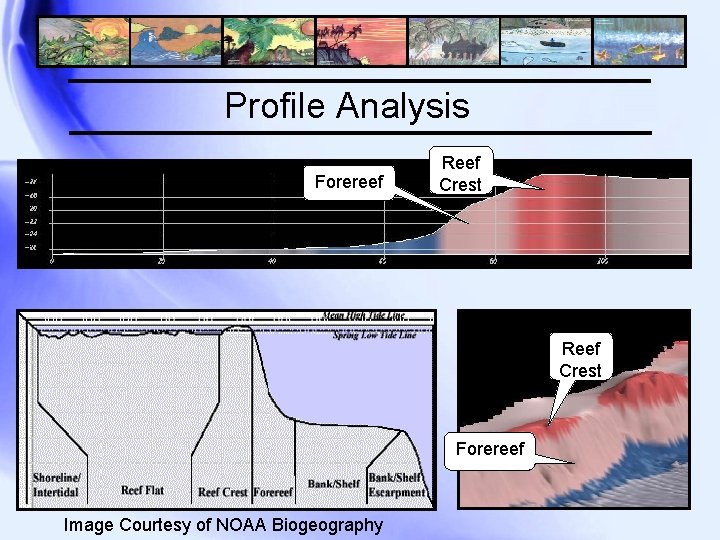 Profile Analysis Forereef Reef Crest Forereef Image Courtesy of NOAA Biogeography 