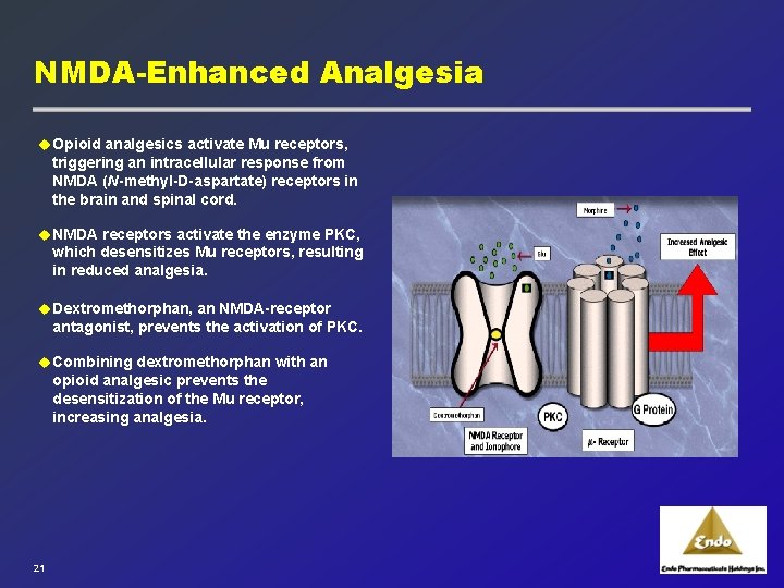 NMDA-Enhanced Analgesia u Opioid analgesics activate Mu receptors, triggering an intracellular response from NMDA