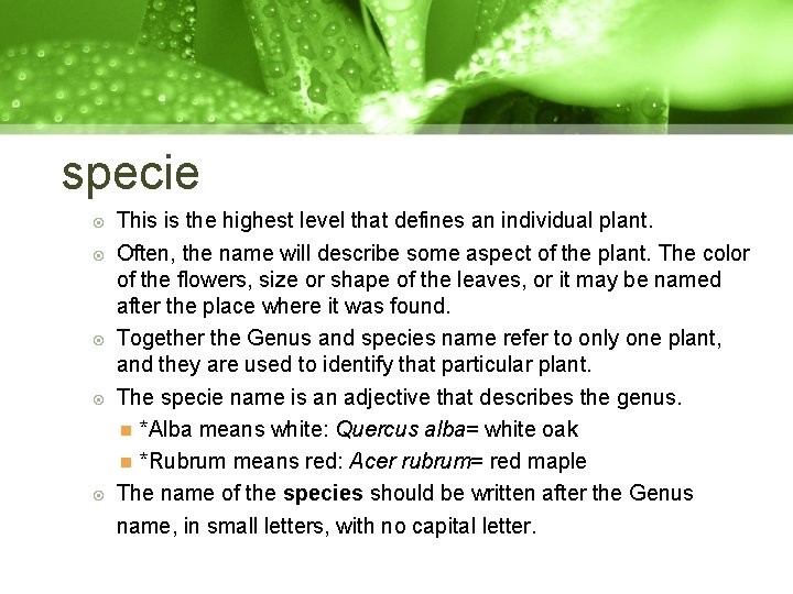 specie This is the highest level that defines an individual plant. Often, the name