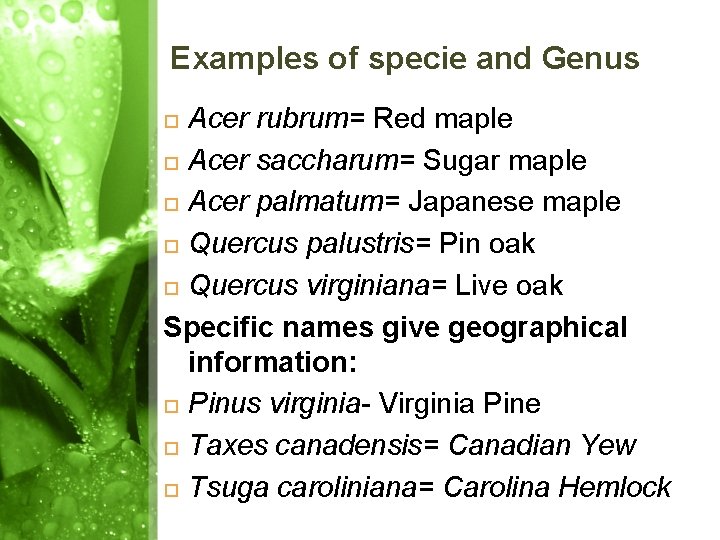Examples of specie and Genus Acer rubrum= Red maple Acer saccharum= Sugar maple Acer