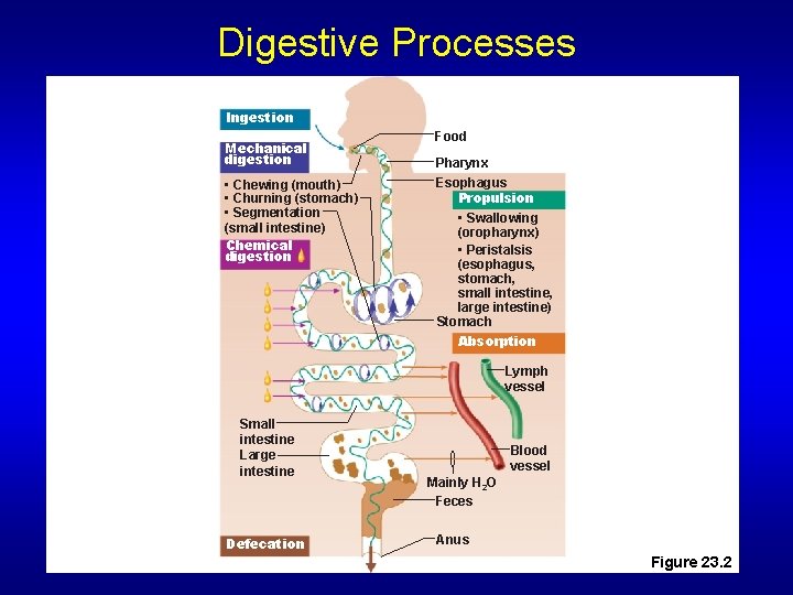 Digestive Processes Ingestion Mechanical digestion • Chewing (mouth) • Churning (stomach) • Segmentation (small