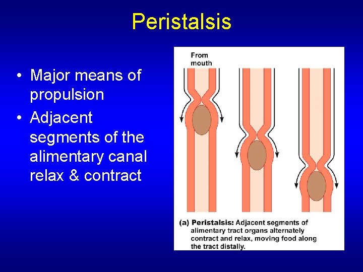 Peristalsis • Major means of propulsion • Adjacent segments of the alimentary canal relax