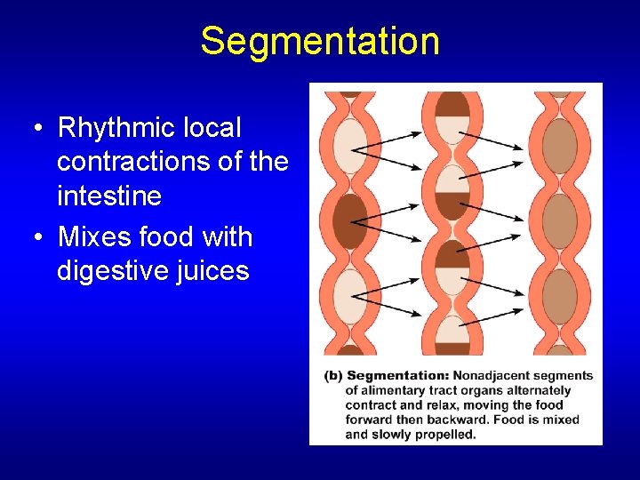 Segmentation • Rhythmic local contractions of the intestine • Mixes food with digestive juices