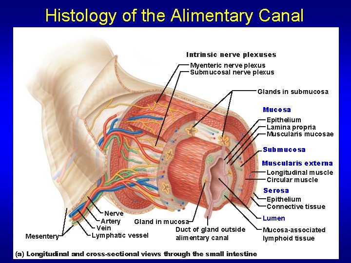 Histology of the Alimentary Canal Intrinsic nerve plexuses Myenteric nerve plexus Submucosal nerve plexus