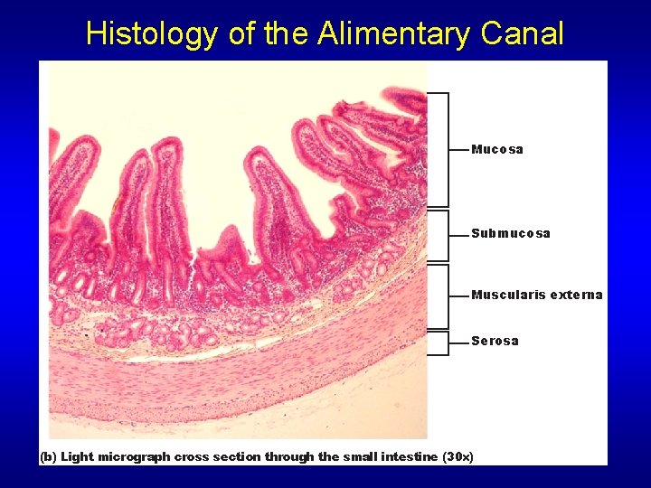 Histology of the Alimentary Canal Mucosa Submucosa Muscularis externa Serosa (b) Light micrograph cross