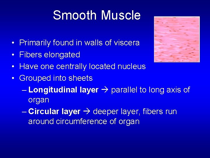 Smooth Muscle • • Primarily found in walls of viscera Fibers elongated Have one