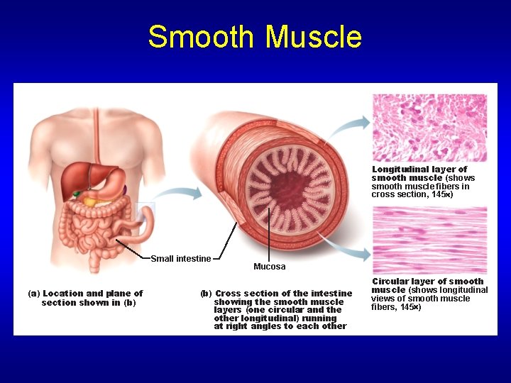 Smooth Muscle Longitudinal layer of smooth muscle (shows smooth muscle fibers in cross section,