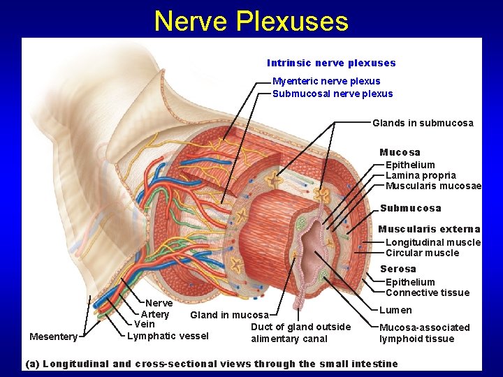 Nerve Plexuses Intrinsic nerve plexuses Myenteric nerve plexus Submucosal nerve plexus Glands in submucosa