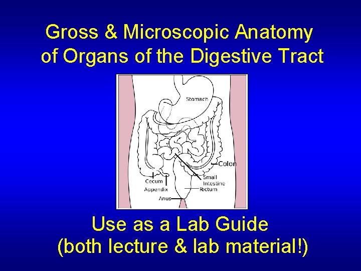 Gross & Microscopic Anatomy of Organs of the Digestive Tract Use as a Lab