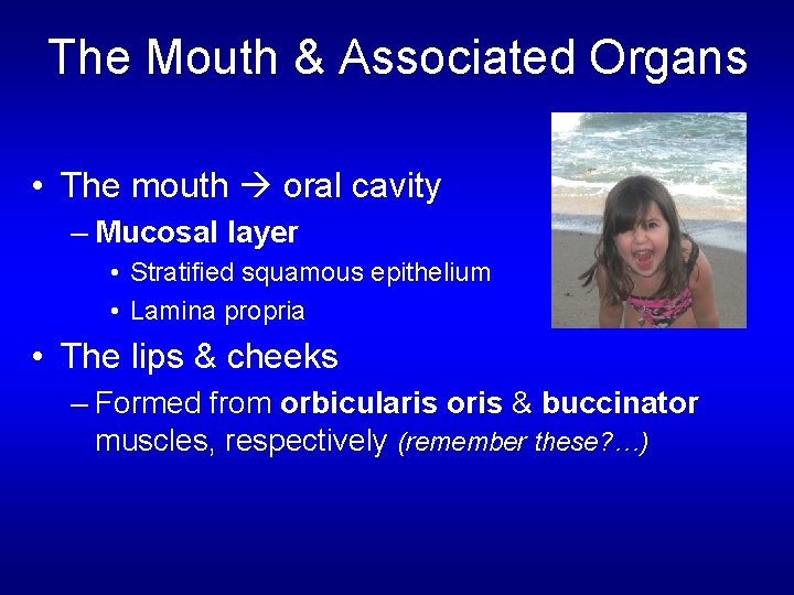 The Mouth & Associated Organs • The mouth oral cavity – Mucosal layer •