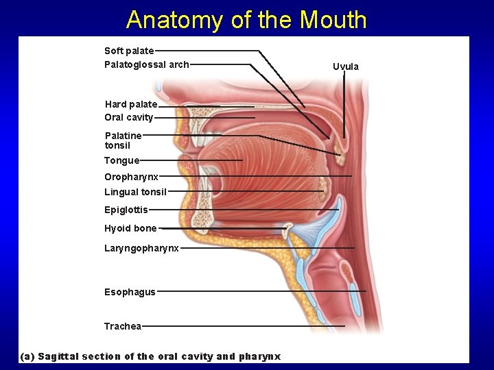 Anatomy of the Mouth Soft palate Palatoglossal arch Hard palate Oral cavity Palatine tonsil