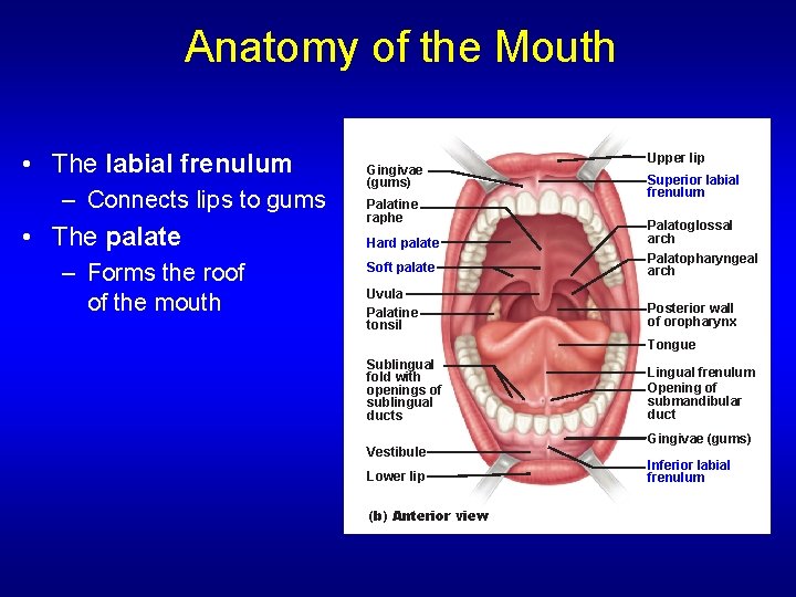 Anatomy of the Mouth • The labial frenulum – Connects lips to gums •
