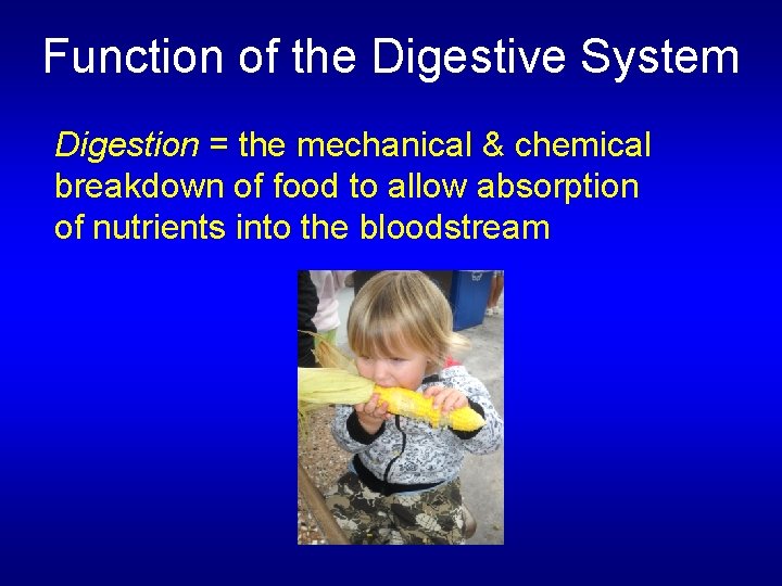Function of the Digestive System Digestion = the mechanical & chemical breakdown of food