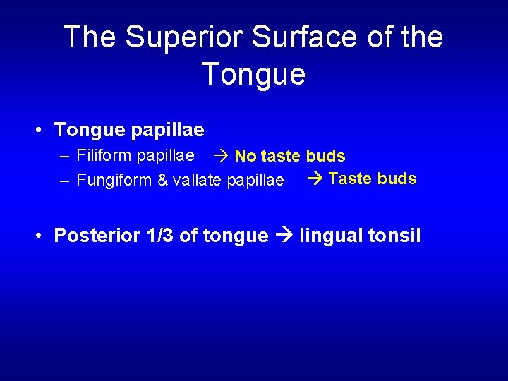 The Superior Surface of the Tongue • Tongue papillae – Filiform papillae No taste