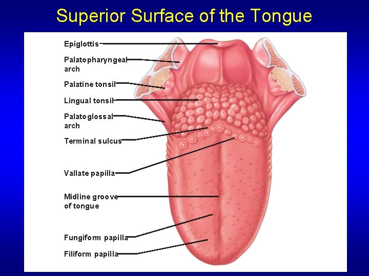 Superior Surface of the Tongue Epiglottis Palatopharyngeal arch Palatine tonsil Lingual tonsil Palatoglossal arch