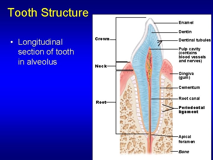 Tooth Structure Enamel Dentin • Longitudinal section of tooth in alveolus Crown Dentinal tubules